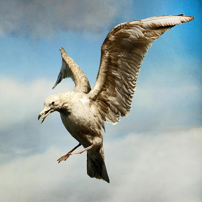 Student Dive-bombed By Rogue Seagulls