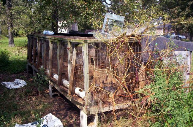 The Inside Look on Puppy Mills