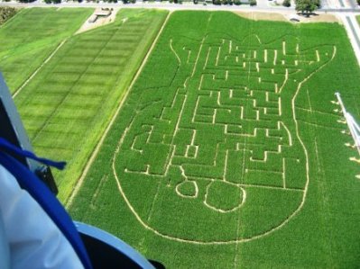 Turlock Corn Maze
