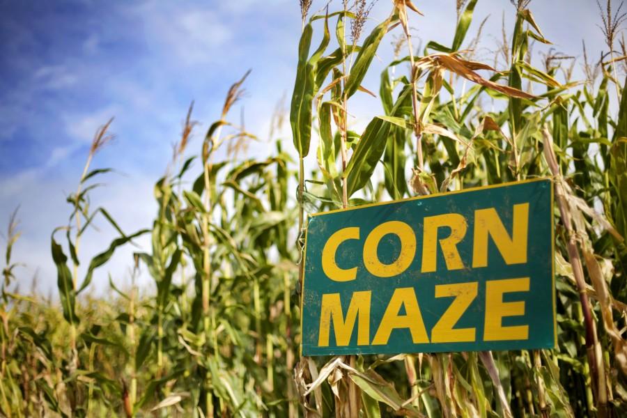 Corn Maze sign in cornfield