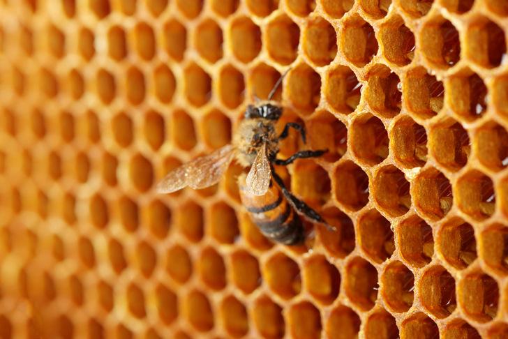 Colony Collapse Disorder