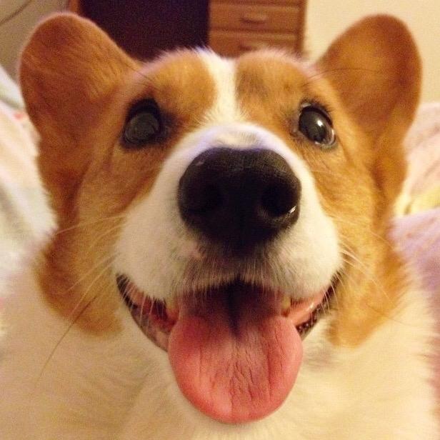 Loki shop the corgi