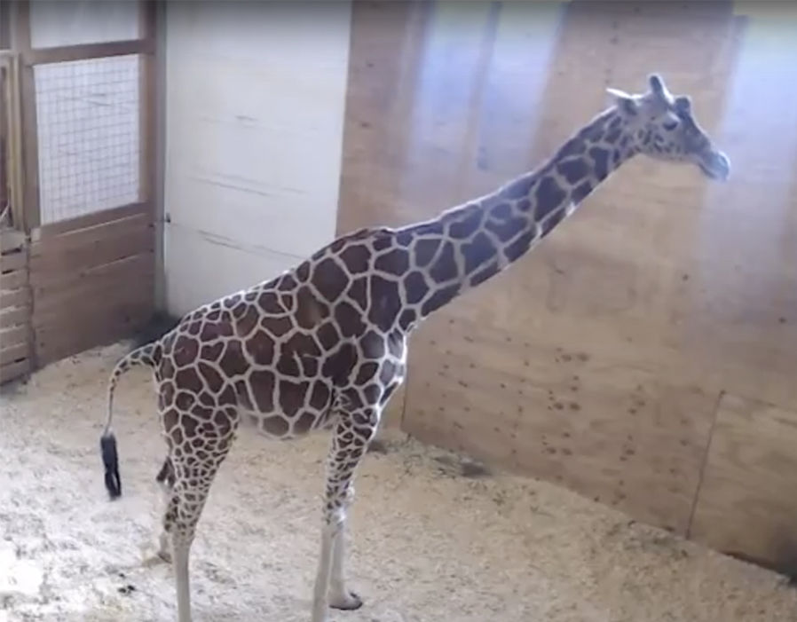 April the Giraffe