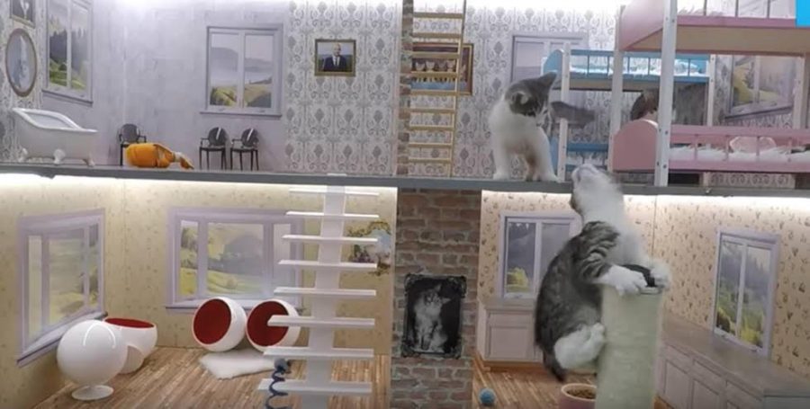 Keeping Up With the Kattarshians: The Purrrfect or Claw-ful Reality Show?