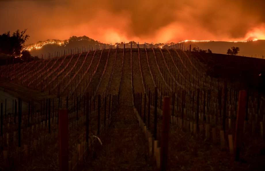 Drastic Fire Impact On California's Wine Industry