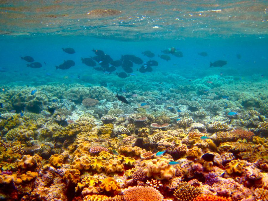 The Great Barrier Reef May Be Saved By Gene Editing