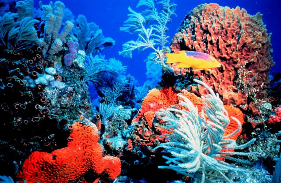 Hawaii Installs Ban to Help Protect Coral Reefs
