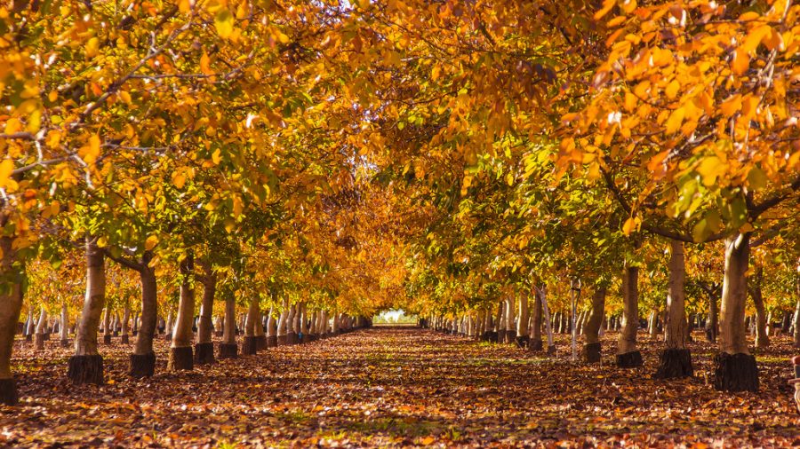 Excitement for Fall