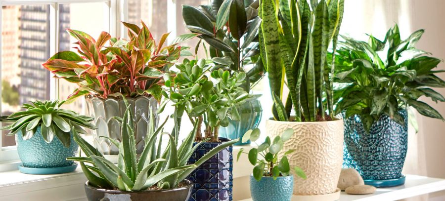 The Best Plants to Liven Up Your Space