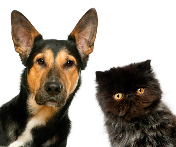The Pros and Cons of Cats and Dogs