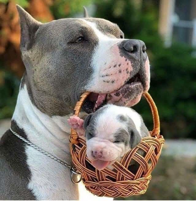 Why Pitbulls Shouldnt Have a Bad Reputation 