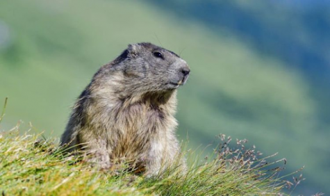 What is Groundhog Day?
