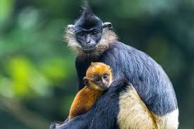 Primates Color