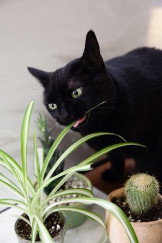 Common House Plants That Can Be Toxic to Cats
