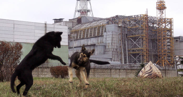 What Happened to the Environment and Wildlife of Chernobyl?