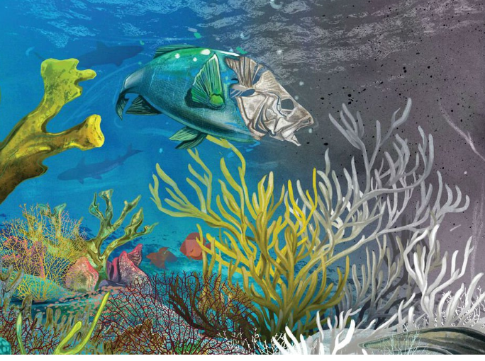Why+Coral+Reefs+are+Dying